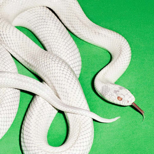 VINILO DEFTONES - PRIVATE MUSIC